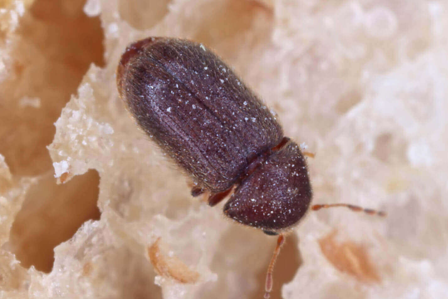 cigarette beetle drugstore beetle Drugstore Beetle Facts: Identification and Prevention Methods