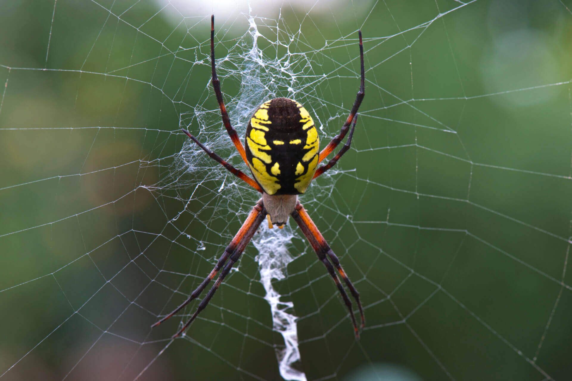 Garden Spider Control: Identifying and Handling Garden Spiders, image size:1920x1278